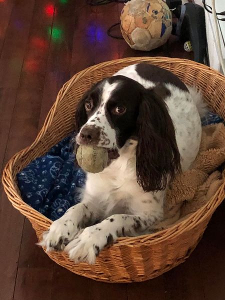 Not a creature was stirring Not a creature was stirring